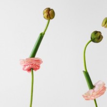 image THE SECRET SERVICE OF FLOWERS
