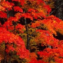 image TAKEUCHI TOSHINOBU